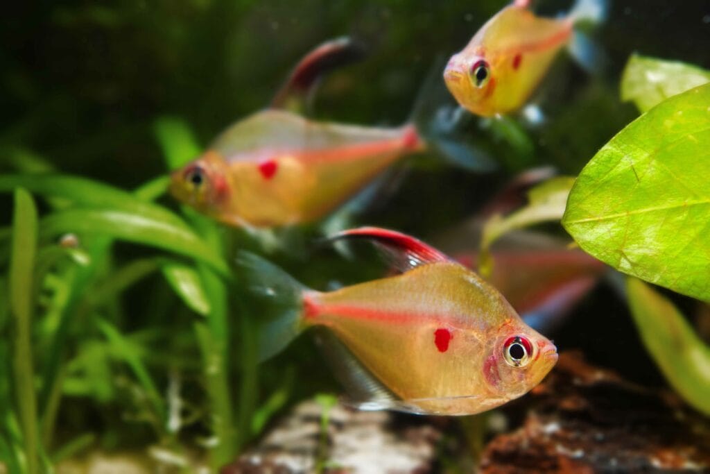 group of bleeding heart tetra