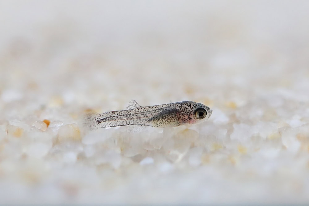 guppy fish baby