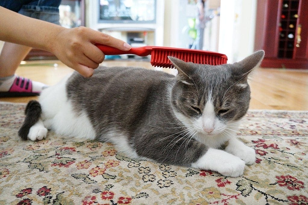 hand-brushing-a-cat