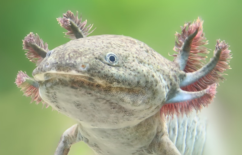 head of axolotl up close
