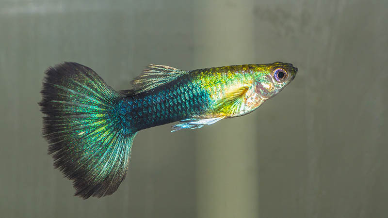 male green guppy inside the tank