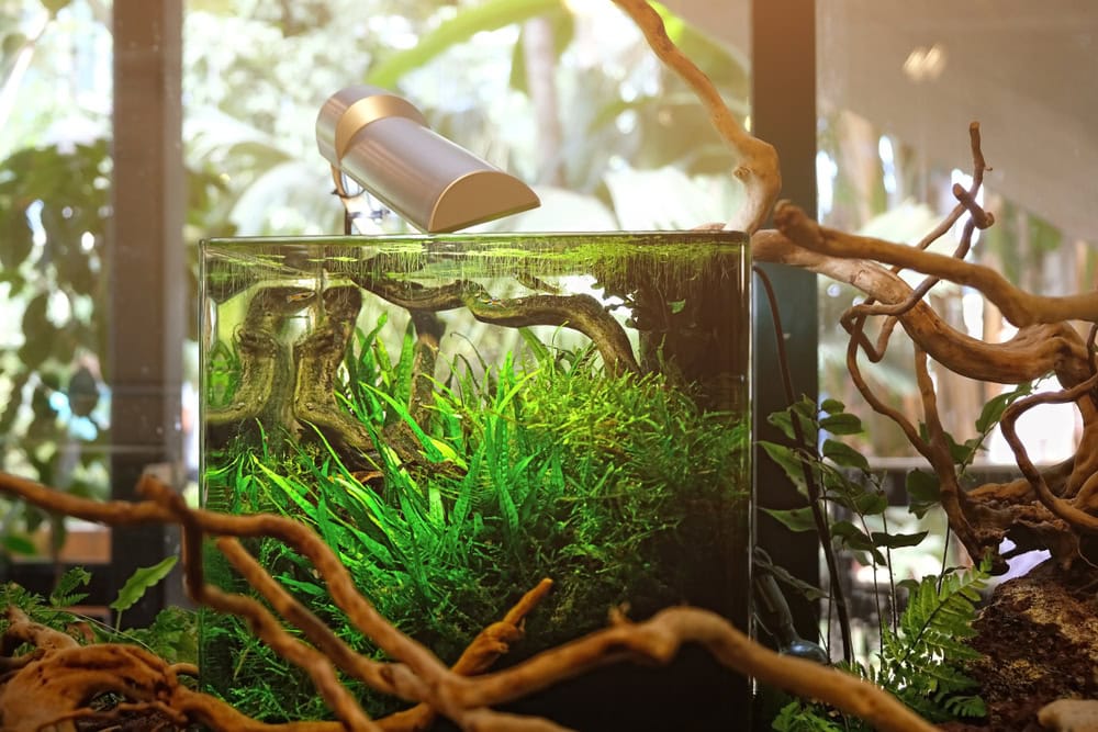 modern nano aquarium with various aqua plants