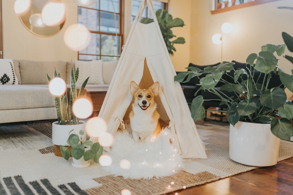 13 Pet Oriented Home Décor Ideas You Will Love Hepper - Dog Home Decor Items