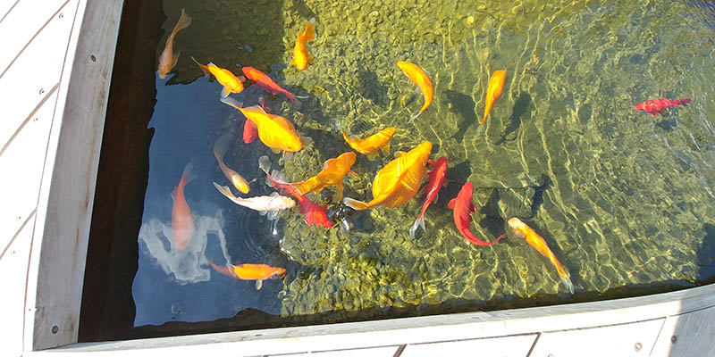 pregnant goldfish together with other goldfish in the water