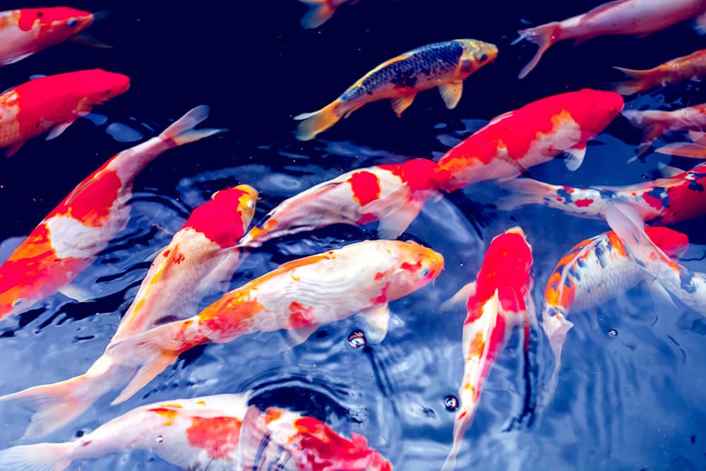 Red and gold koi fish in the pond