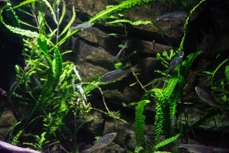 school of fish swimming around the cryptocoryne balansae plant in the aquarium