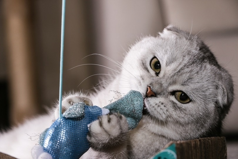 silver chinchilla Scottish fold playing toy