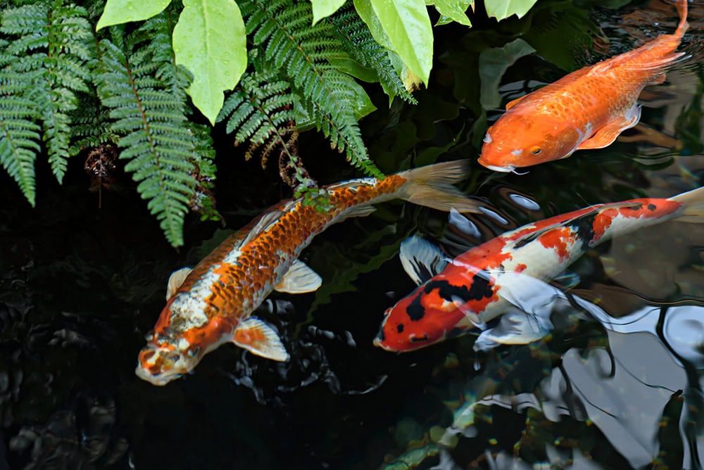 three colorful koi fish