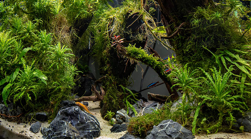 tropical fish aquascape