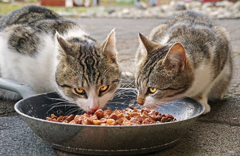 hai con mèo đang ăn