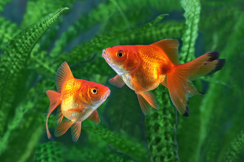 two goldfish swimming in front of crinum natans