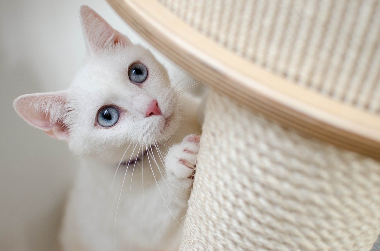 white cat and scratching post