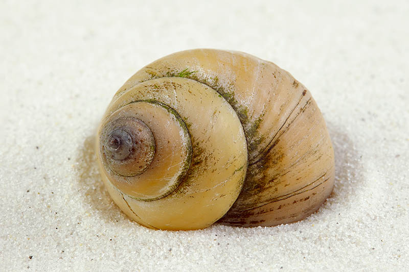 White wizard snail