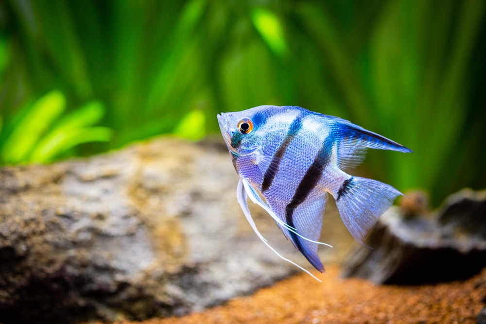 zebra Angelfish in tank (Pterophyllum scalare)