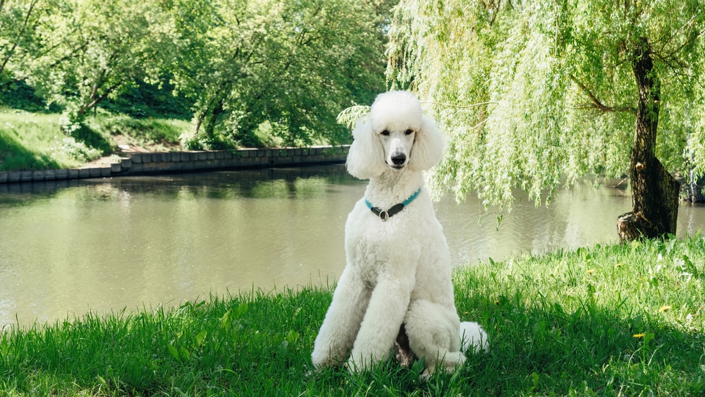 A purebred standard white poodle