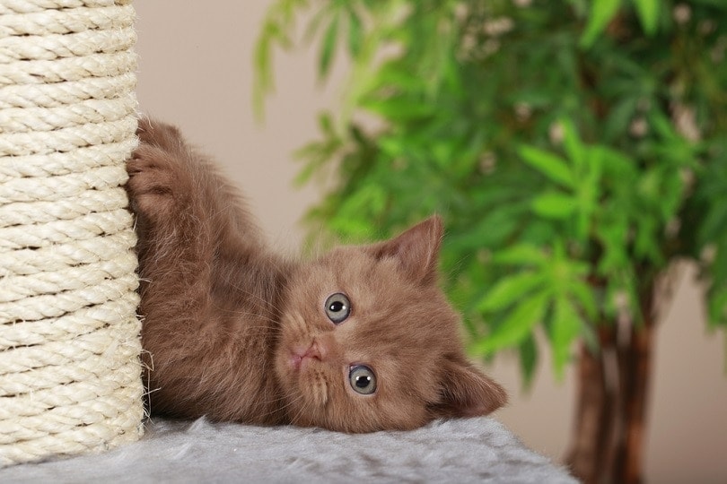 British-short-hair-kitten-beside-scratching-post_absolutimages_shutterstock