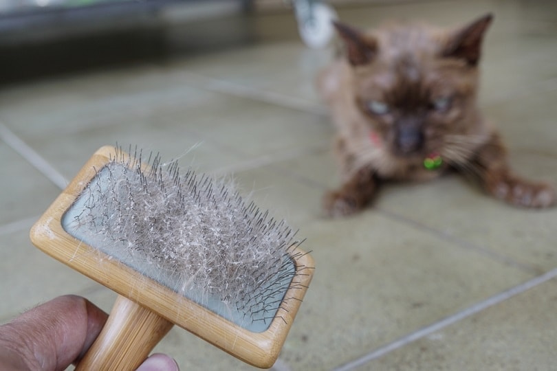 Cat skin and hair on brush