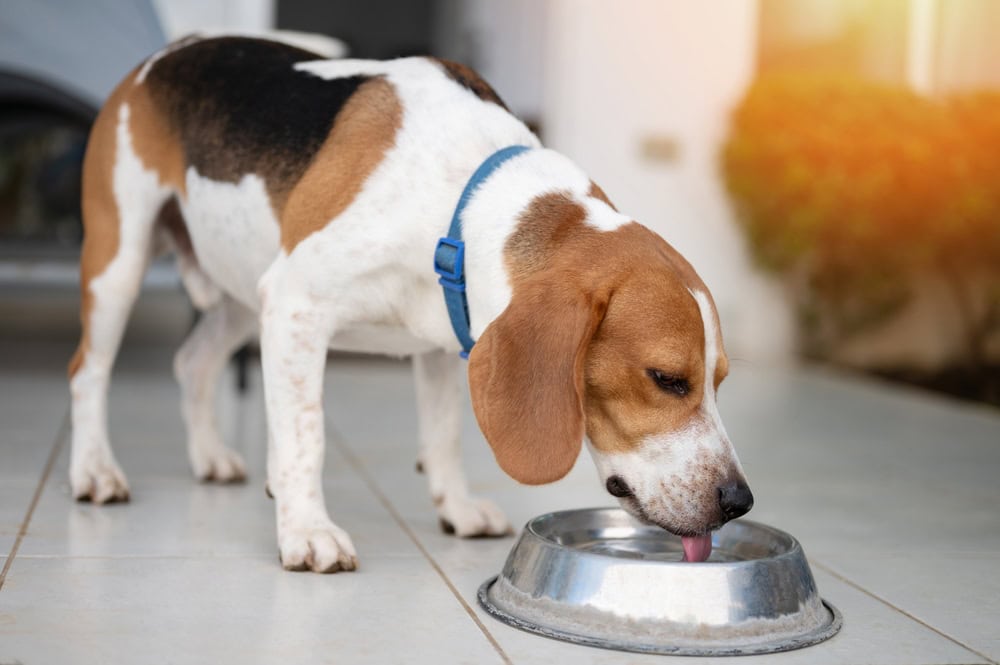 Cute beagle dog drinking water from metal bowl close up view