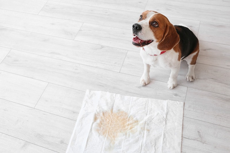 Cute dog near underpad with wet spot on floor
