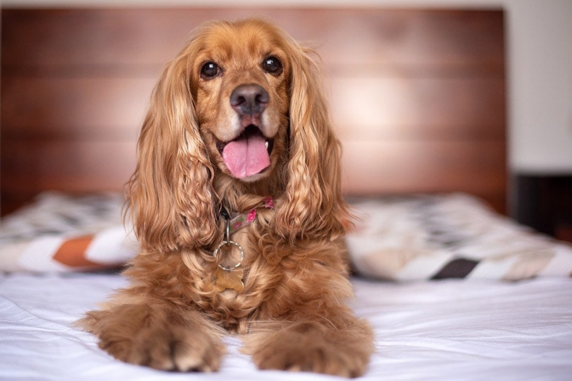 English Cocker Spaniel lying on bed