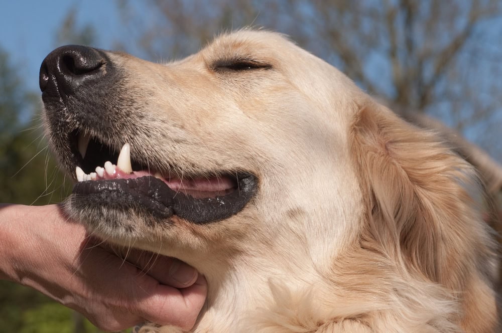 Hand strokes a Golden Retriever over his neck
