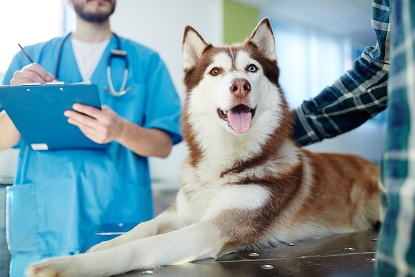 How much is it to take a dog to the vet for an ear infection?