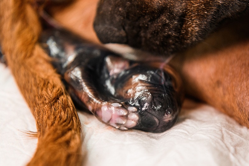 Rhodesian ridgeback dog giving birth, newborn puppy in amniotic sac