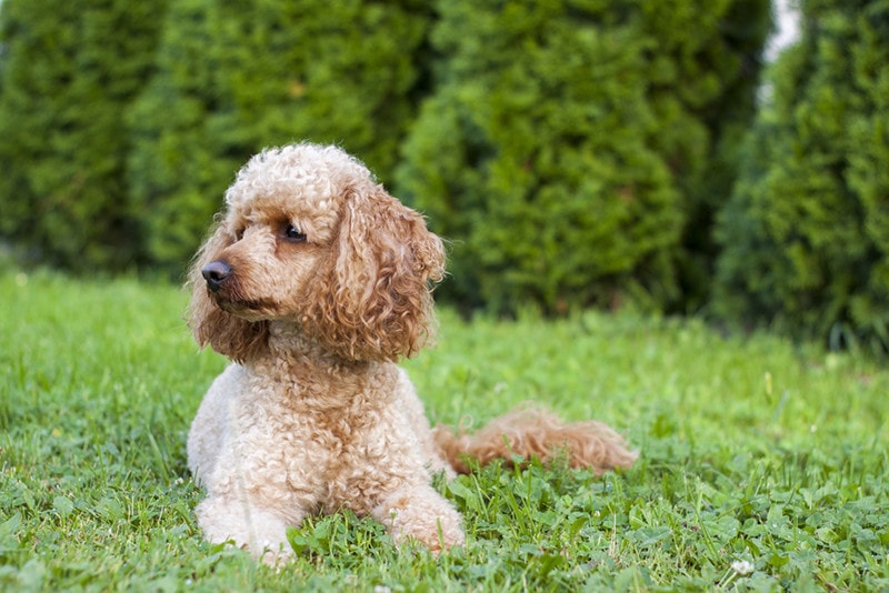 Sable Poodle