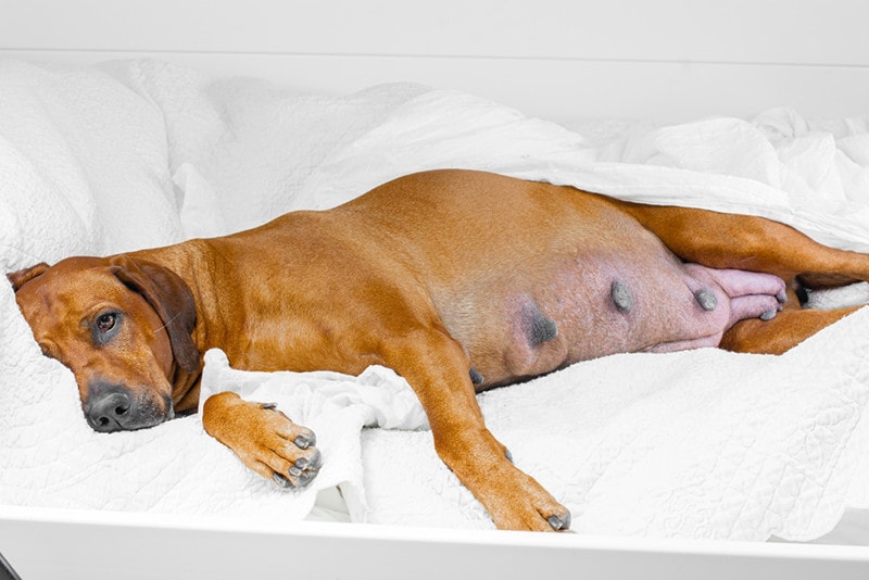 How old can a male dog get a shop female pregnant