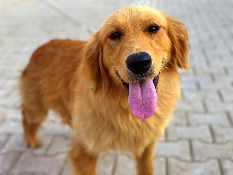 a close up of golden retriever dog