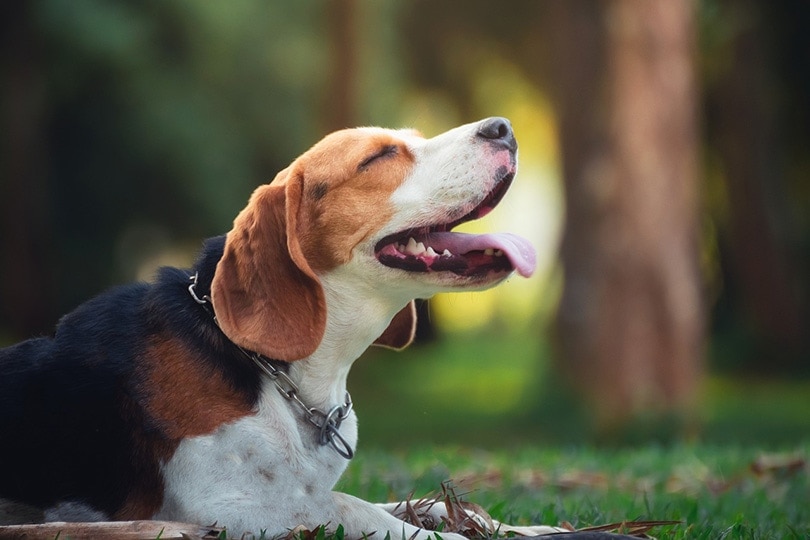 9 Dogs That Look Like Beagles (With Pictures) - Hepper