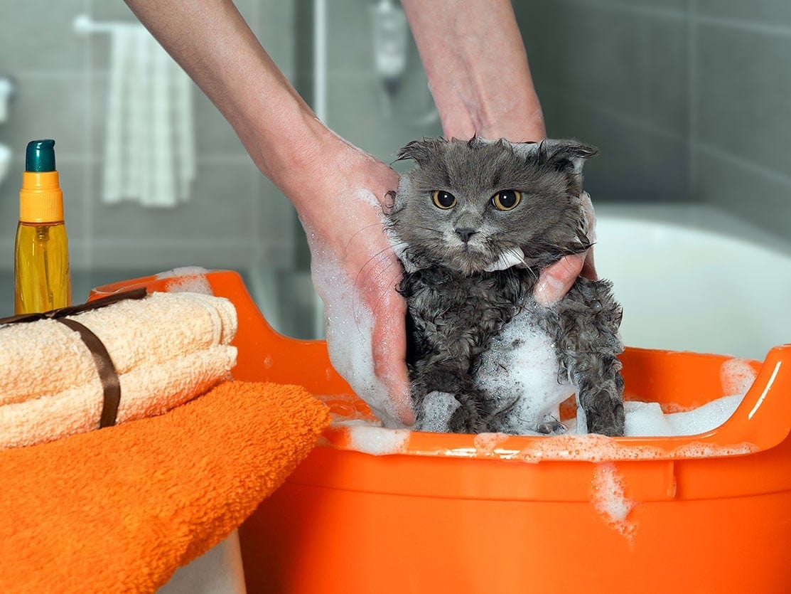 cat bath