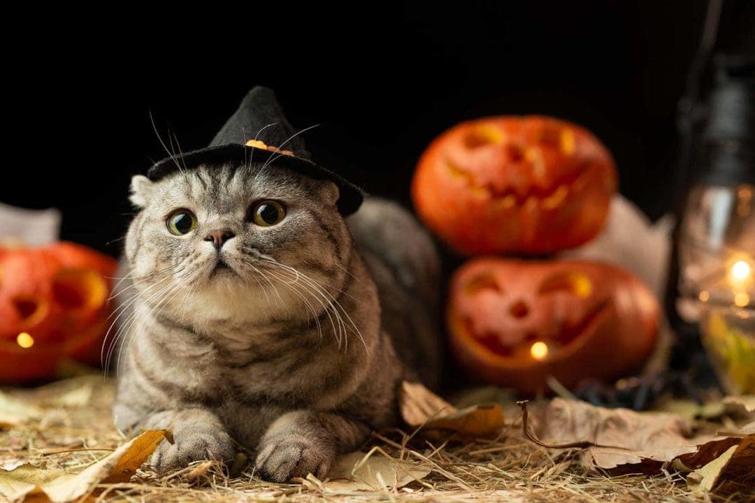 190 Halloween Cat Names: Ideas for Your Spooky & Mysterious Cat | Hepper