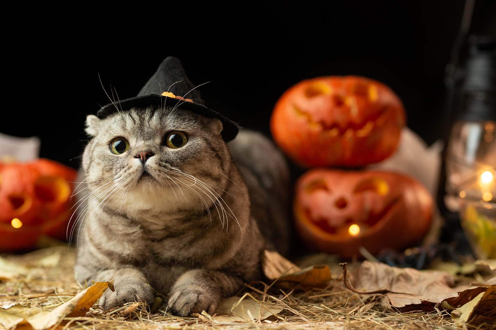 cat halloween