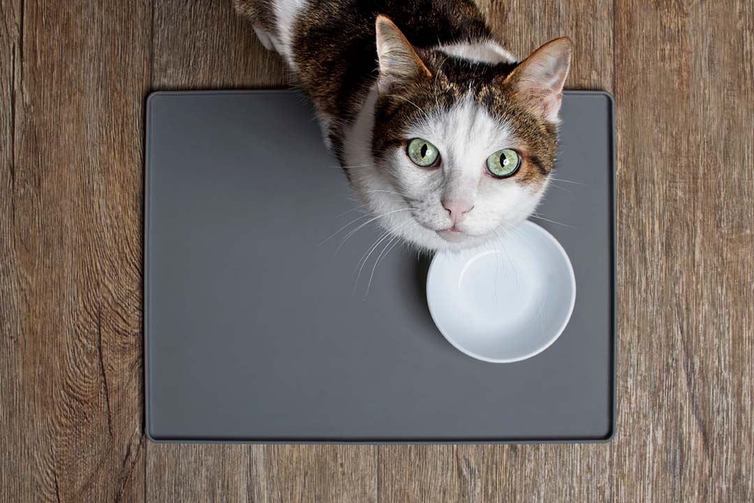 gato esperando comida