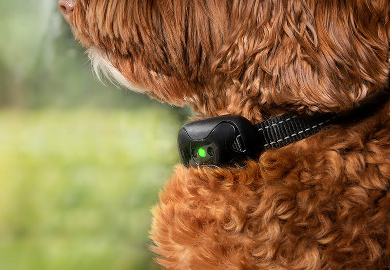 close up brown labradoodle wearing shock collar