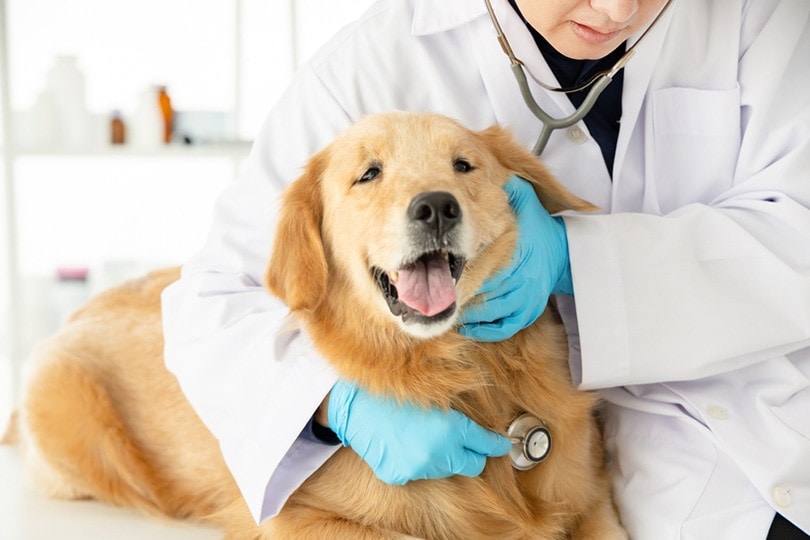 close up of veterinarian examining dog with stethoscope