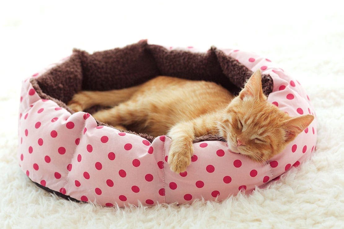 ginger cat sleeping in its bed