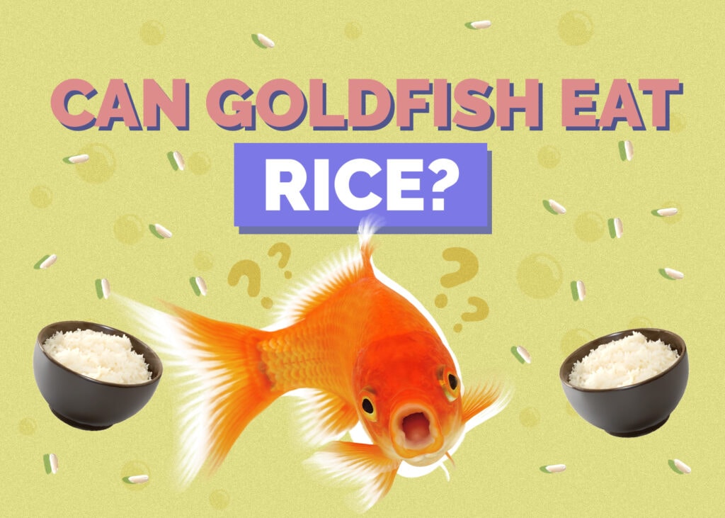 goldfish-rice