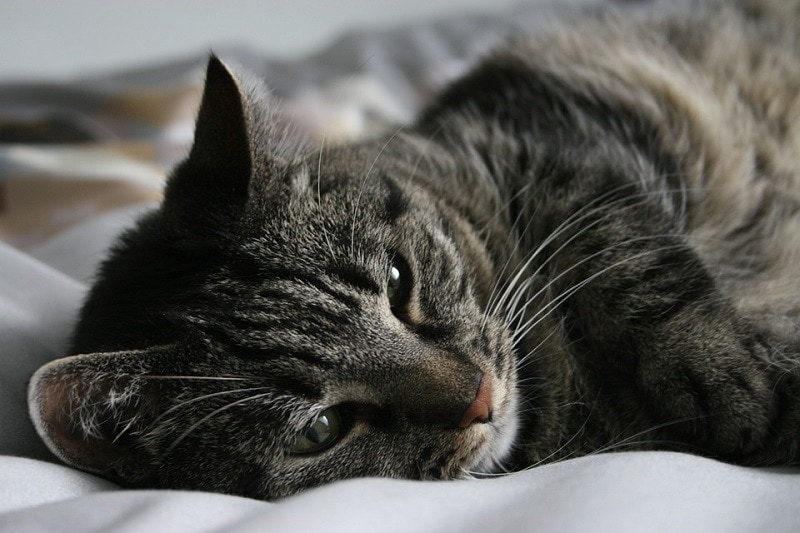 sleepy cat
