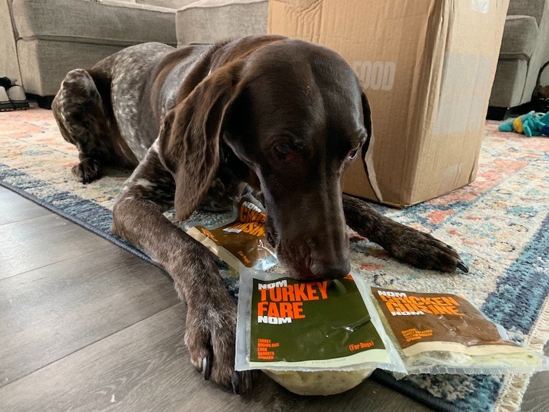 spotted brown dog sniffing Nom Nom turkey fresh dog food