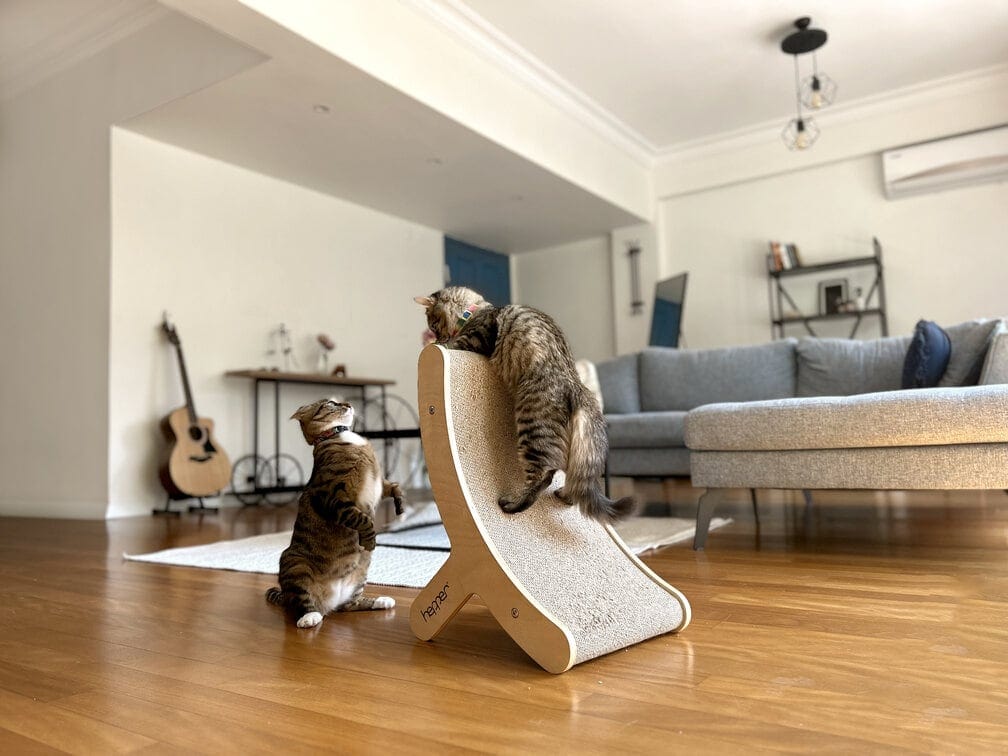 tony and cheetah playful kittens on the hepper hi-lo cat scratcher