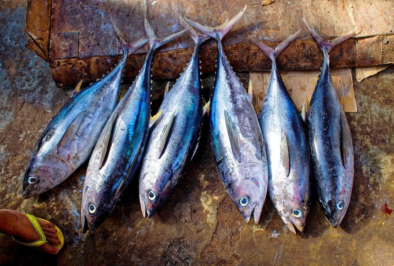 tuna fishes