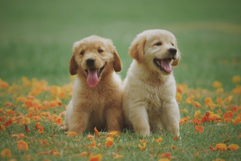 two labrador puppies sitting on grass