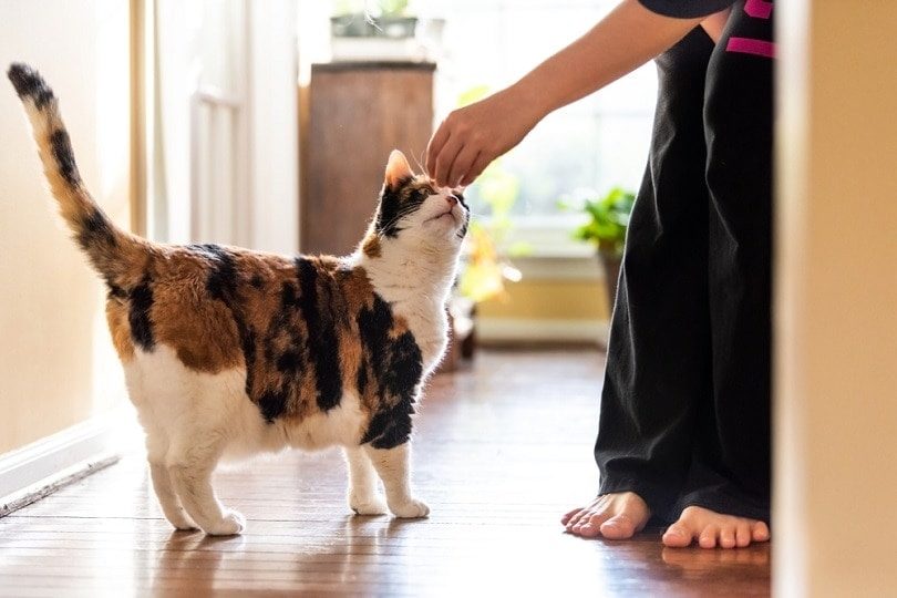 woman-holding-meat-treat-cat_Andriy-Blokhin_shutterstock