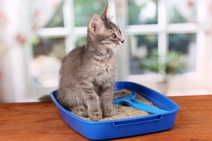 cat in sand litter