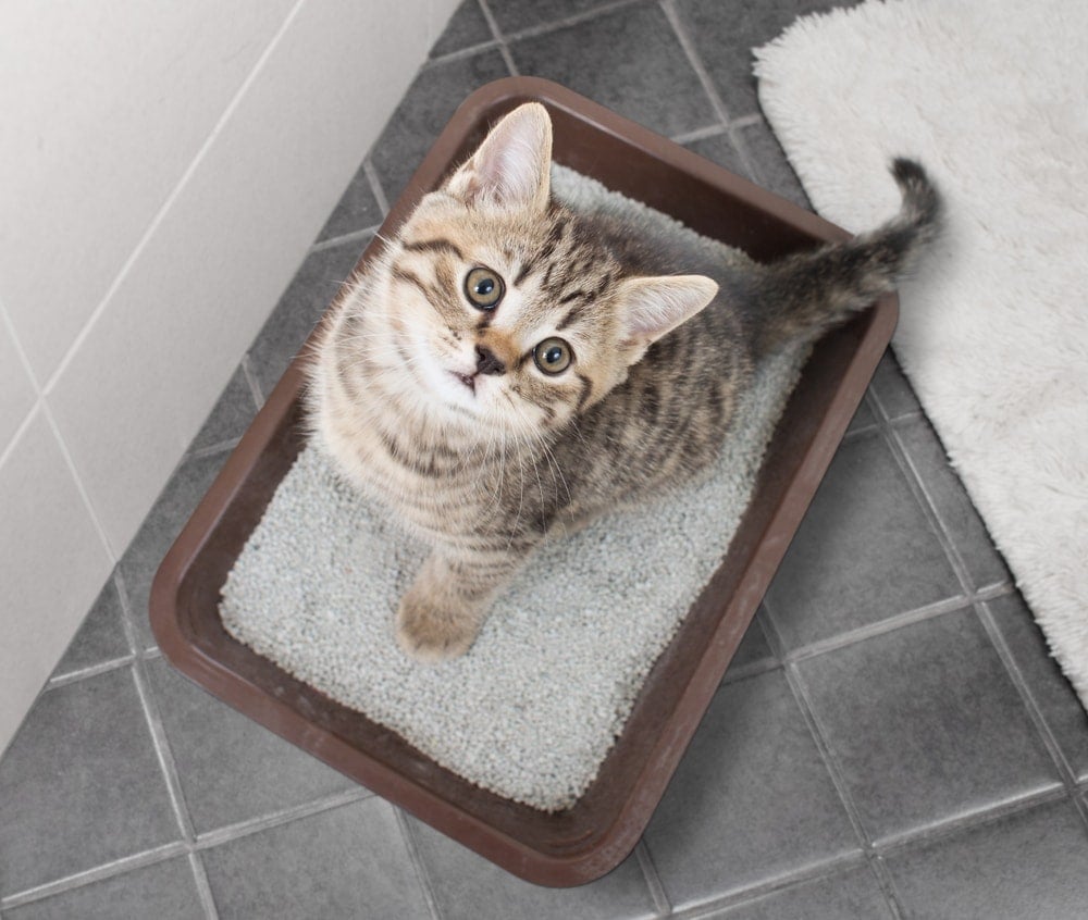 Cat in litter box