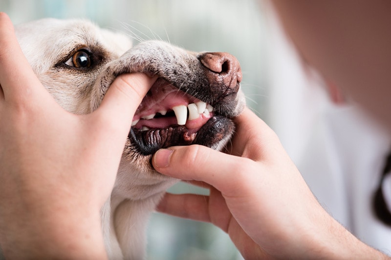 Close-up of a dog teeth being examined by the animal doctor