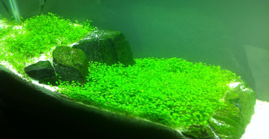 DIY Aquarium Substrate with Kitty Litter- Planted Tank