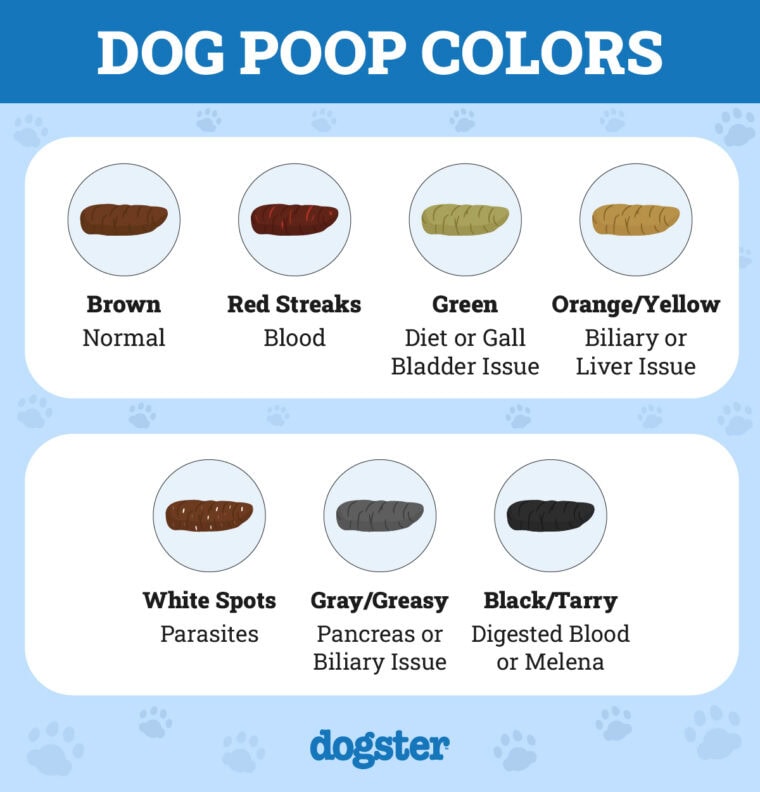 What Should Puppy Poop Look Like? Vet-Approved Feces Guide & What to ...